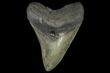 Fossil Megalodon Tooth - Georgia #144293-1